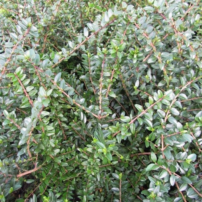 Lonicera nitida 'Elegant' - Kamperfoelie (Kale wortel)