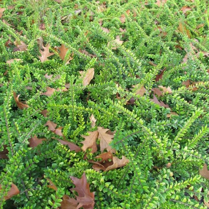 Lonicera nitida 'Maigrun' - Struikkamperfoelie (Kale wortel)