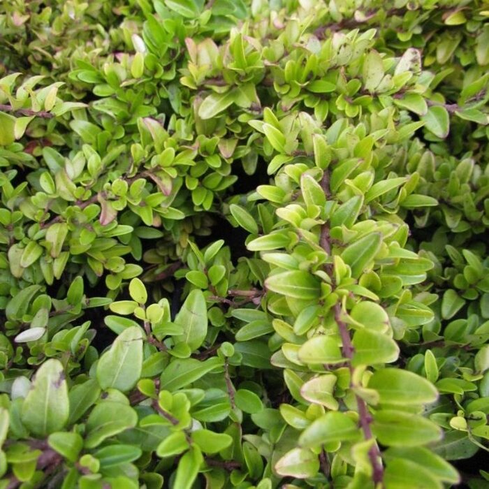 Lonicera nitida 'Maigrun' - Struikkamperfoelie (Kale wortel)