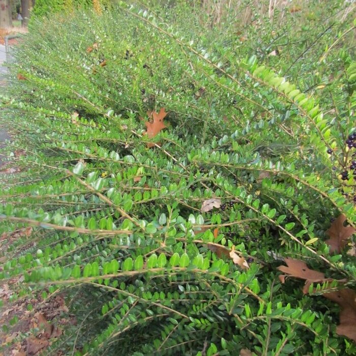 Lonicera nitida 'Maigrun' - Struikkamperfoelie (Kale wortel)