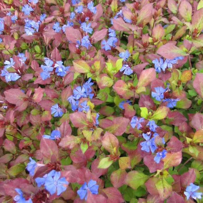Loodkruid (Ceratostigma willmottianum)