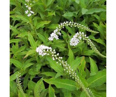 Wederik - Lysimachia clethroides