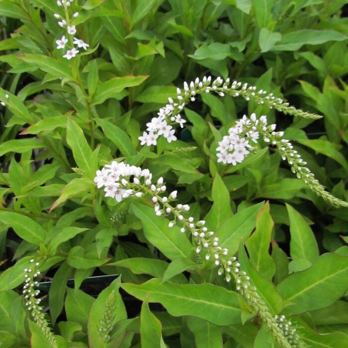 Wederik - Lysimachia clethroides