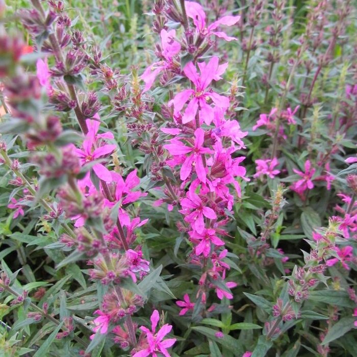 Kattestaart - Lythrum salicaria