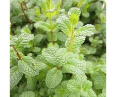 Kruizemunt - Mentha spicata
