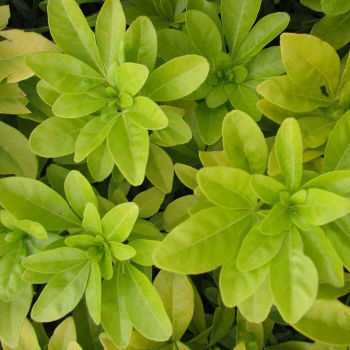 Mexicaanse citroenbloesem (Choisya ternata 'Brica')