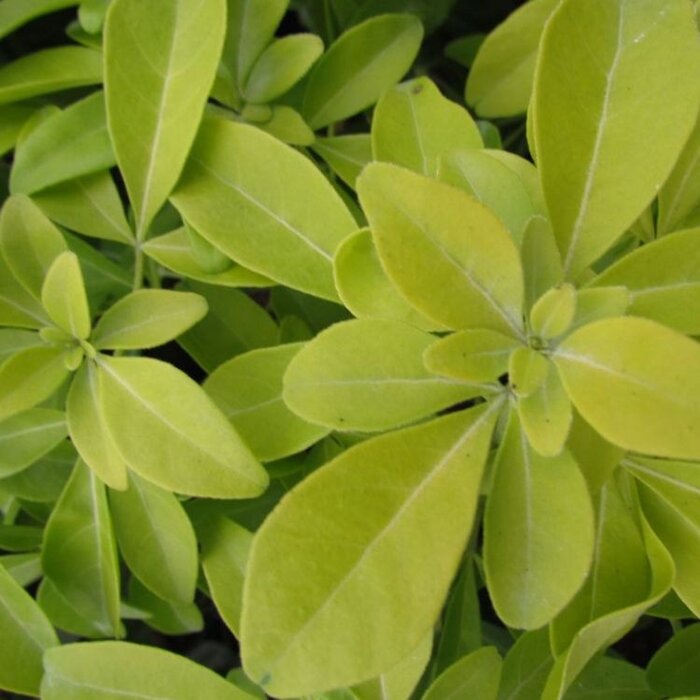 Mexicaanse citroenbloesem (Choisya ternata 'Lich')