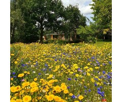 Akkerbloemen (eenjarig)