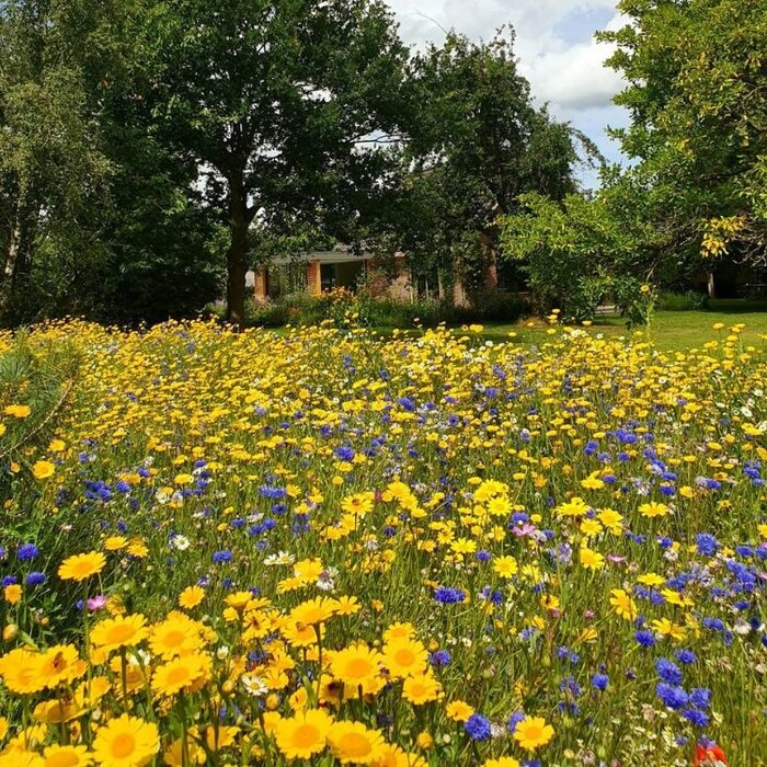 Akkerbloemen zaden mengsel (eenjarig)