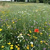 Weidebloemen mengsel