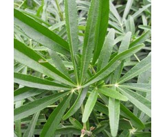 Mexicaanse oranjebloesem - Choisya 'Aztec Pearl'