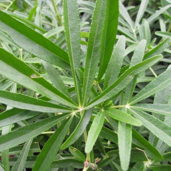 Mexicaanse oranjebloesem (Choisya 'Aztec Pearl')