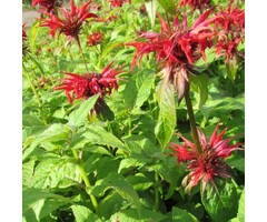 Bergamotplant - Monarda 'Cambridge Scarlet'