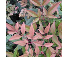 Hemelse bamboe - Nandina domestica 'Obsessed'