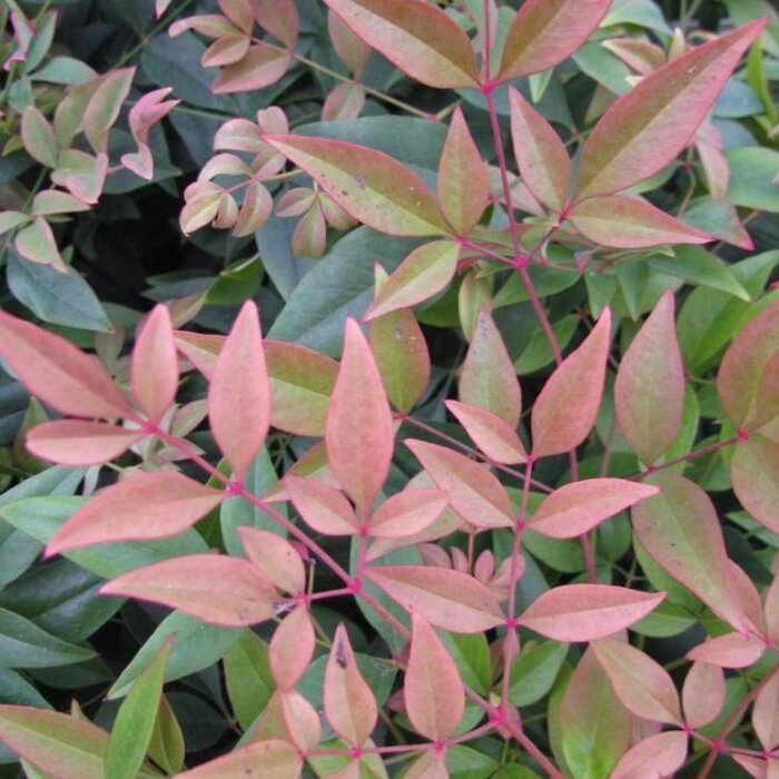 Hemelse bamboe (Nandina domestica 'Obsessed' )