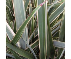 Nieuw-Zeelands vlas - Phormium tenax 'Variegatum'