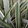 Nieuw-Zeelands vlas (Phormium tenax 'Variegatum')