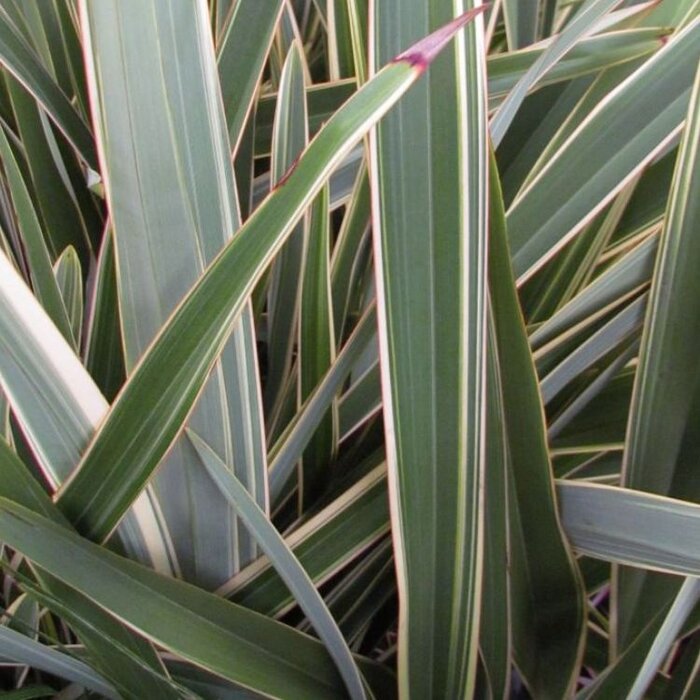 Nieuw-Zeelands vlas (Phormium tenax 'Variegatum')