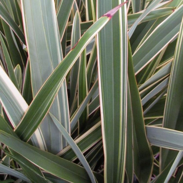 Nieuw-Zeelands vlas (Phormium tenax 'Variegatum')