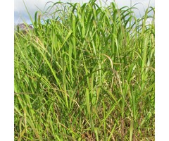 Olifantengras - Miscanthus giganteus