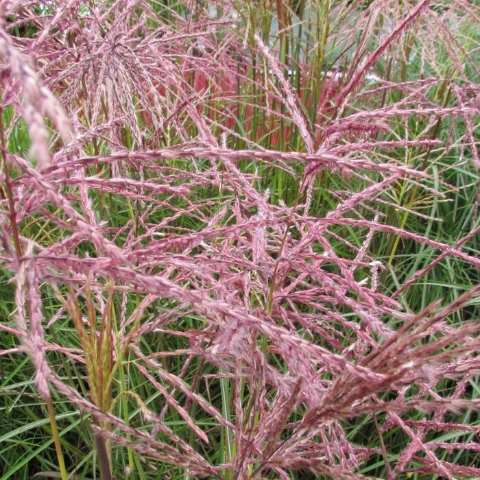 Olifantengras - Miscanthus sinensis 'Ferner Osten'