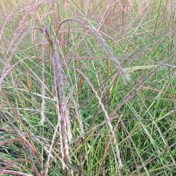 Olifantengras - Miscanthus sinensis 'Ferner Osten'