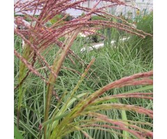 Olifantengras - Miscanthus sinensis 'Flamingo'