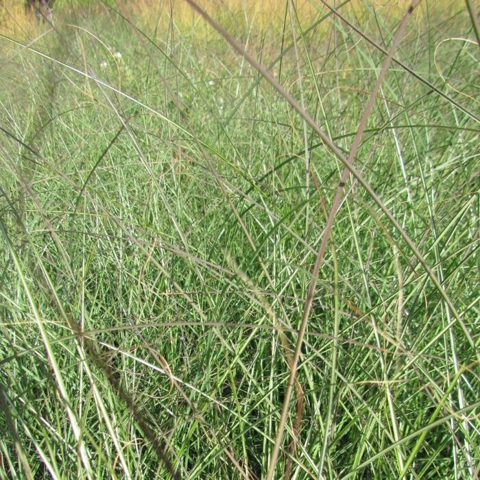 Olifantengras - Miscanthus sinensis 'Gracillimus'