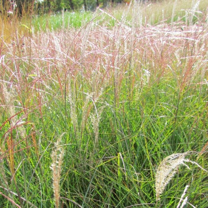 Olifantengras - Miscanthus sinensis 'Kleine Silberspinne'