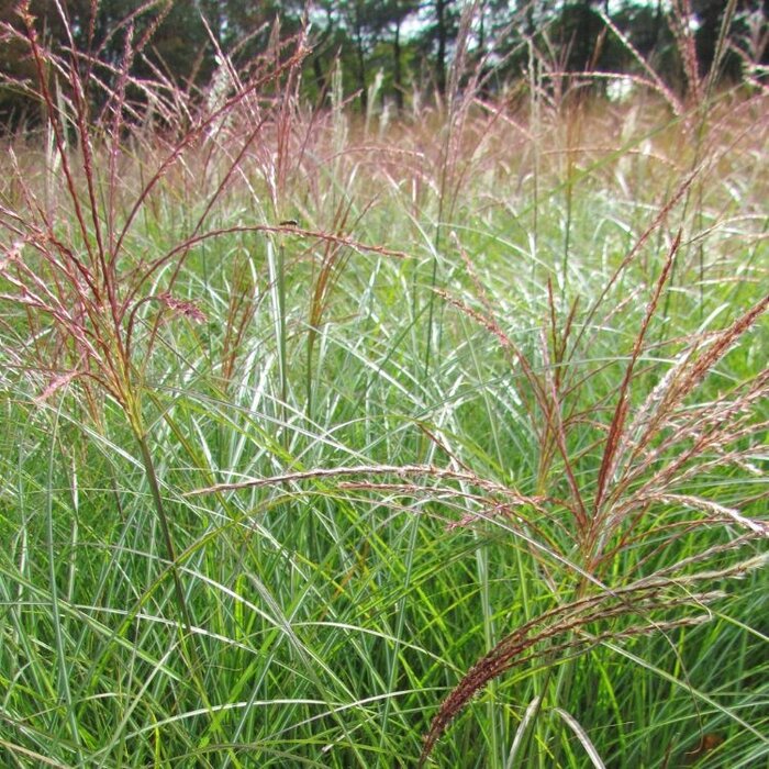 Olifantengras - Miscanthus sinensis 'Kleine Silberspinne'