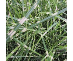 Olifantengras - Miscanthus sinensis 'Little Zebra'