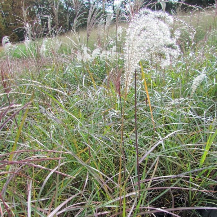 Olifantengras - Miscanthus sinensis 'Malepartus'