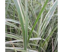 Olifantengras - Miscanthus sinensis 'Variegatus'