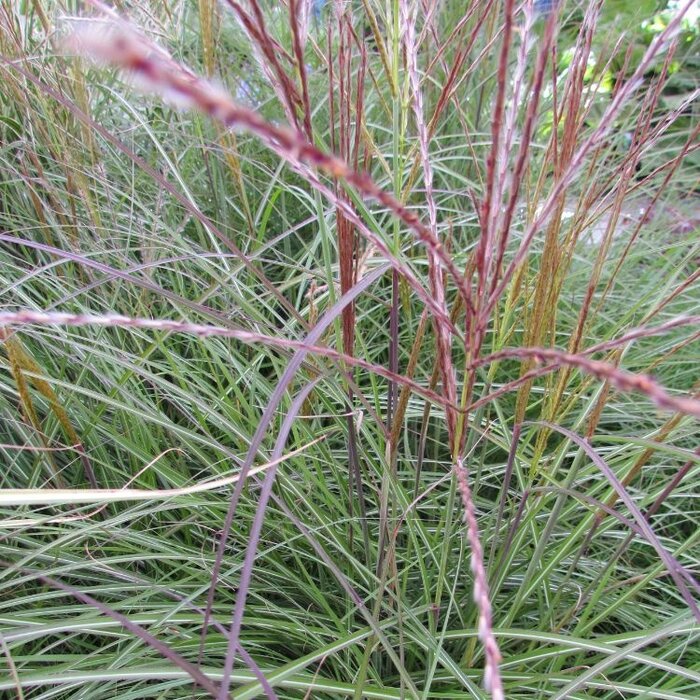 Olifantengras - Miscanthus sinensis 'Yakushima Dwarf'