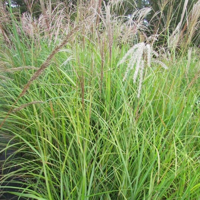 Olifantengras - Miscanthus sinensis 'Yakushima Dwarf'
