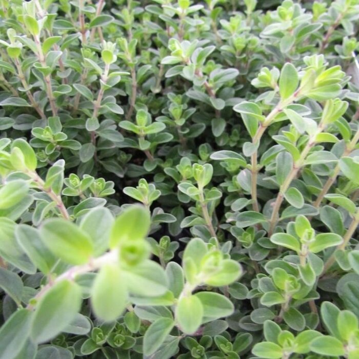 Marjolein - Origanum vulgare