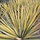 Palmlelie (Yucca filamentosa 'Color Guard')