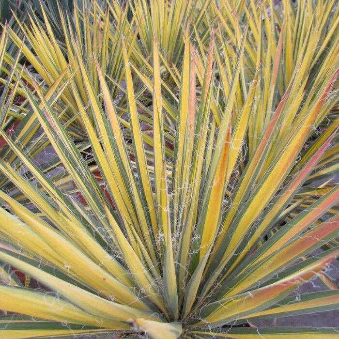 Palmlelie (Yucca filamentosa Yucca flaccida 'Golden Sword')