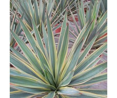 Palmlelie - Yucca gloriosa 'Variegata'
