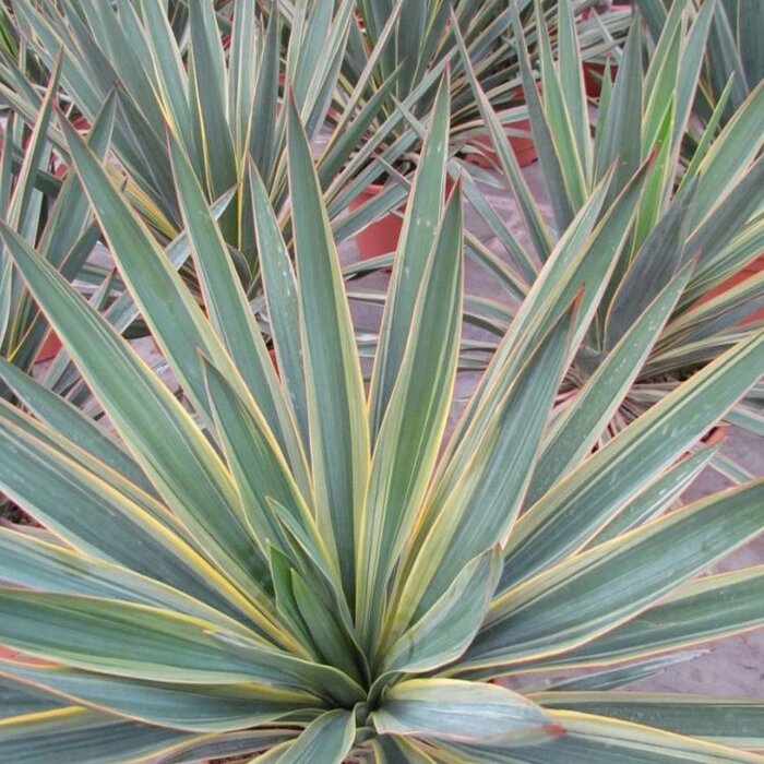 Palmlelie (Yucca gloriosa 'Variegata')