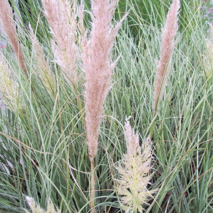 Pampasgras - Cortaderia selloana Minisilverpampas