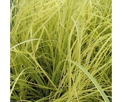 Pampasgras - Cortaderia selloana 'Splendid Star'