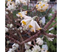 Papierstruik - Edgeworthia chrysanta 'Grandiflora'