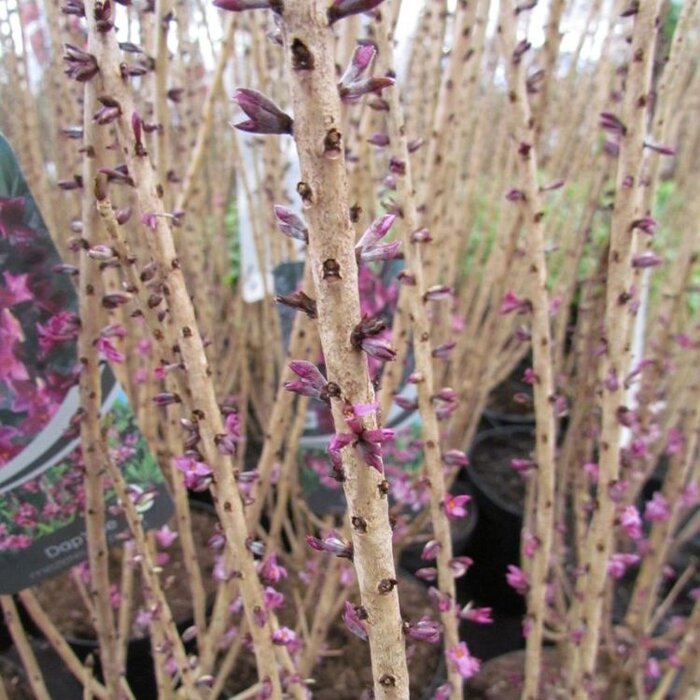 Peperboompje (Daphne mezereum 'Rubra')