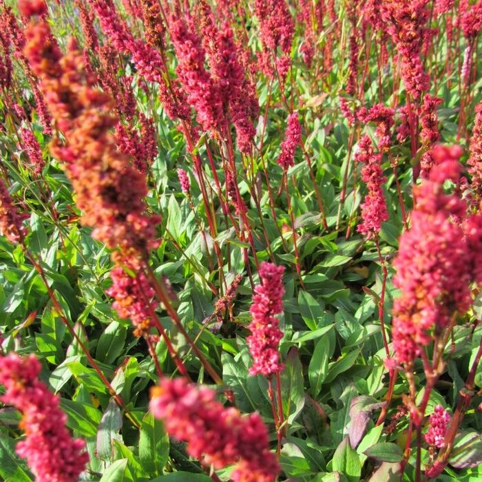 Duizendknoop - Persicaria affinis ‘Superba’