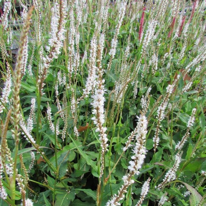Duizendknoop - Persicaria amplexicaulis 'Alba'
