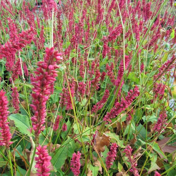 Duizendknoop - Persicaria amplexicaulis 'Speciosa'