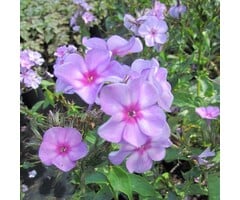 Vlambloem - Phlox paniculata 'Amethyst'