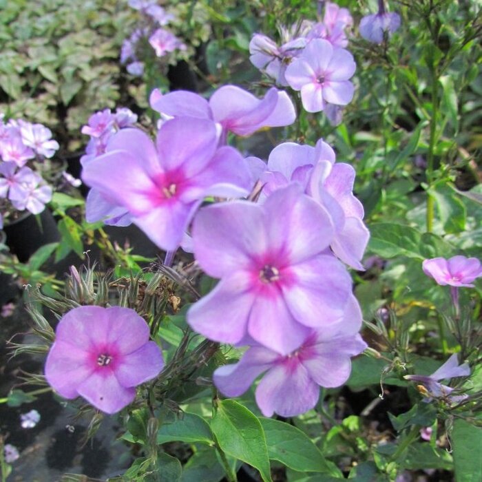 Vlambloem - Phlox paniculata 'Amethyst'