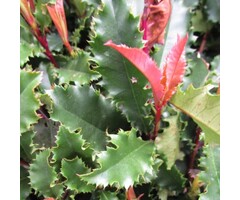 Glansmispel - Photinia fraseri 'Magical Vulcano'